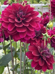 Dahlia ´Karma Naomi´