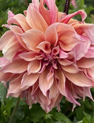 Dahlia ´Labyrinth´