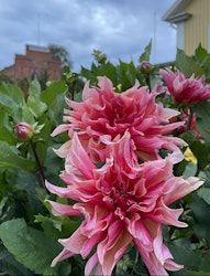 Dahlia ´Labyrinth´