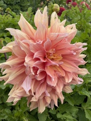 Dahlia ´Mango Madness´