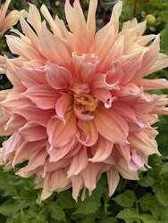 Dahlia ´Mango Madness´