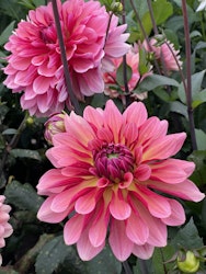Dahlia ´Misses Dutch´