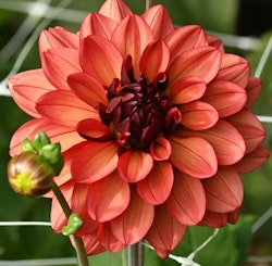 Dahlia ´Missis Miley´