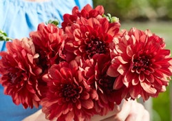Dahlia ´Missis Miley´