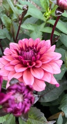 Dahlia ´Molly Raven´