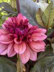 Dahlia ´Molly Raven´