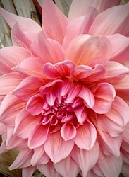 Dahlia ´Otto´s Trill´