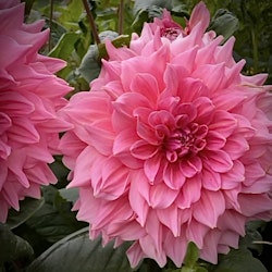 Dahlia ´Otto´s Trill´