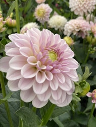 Dahlia ´Pink Silk´