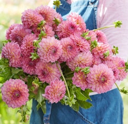 Dahlia ´Pink Suffusion´