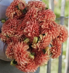 Dahlia ´Portofino´