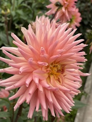 Dahlia ´Preference´