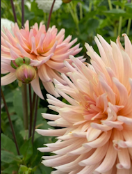 Dahlia ´Preference´