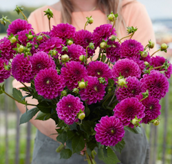 Dahlia ´Purple Fox´