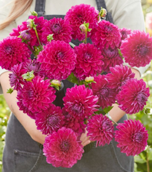 Dahlia ´Randy Crawford´