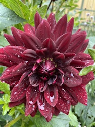 Dahlia ´Sam Hopkins´