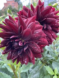Dahlia ´Sam Hopkins´