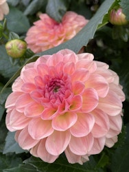 Dahlia ´Sebastian´