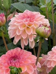 Dahlia ´Sebastian´