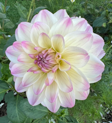 Dahlia ´Sturm Kika´