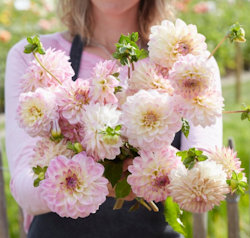Dahlia ´Sturm Kika´