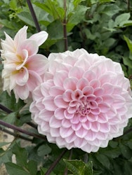 Dahlia ´Sweet Nathalie´