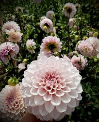 Dahlia ´Sweet Nathalie´