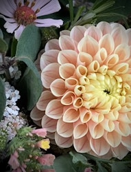 Dahlia ´Sweet Suzanne´