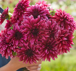 Dahlia ´Tanita´