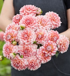 Dahlia ´Trustful´