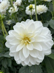 Dahlia ´White Onesta ´