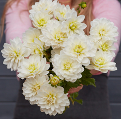 Dahlia ´White Onesta ´