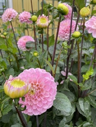Dahlia ´Wizard of Oz´