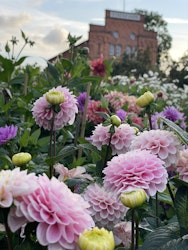 Dahlia ´Wizard of Oz´