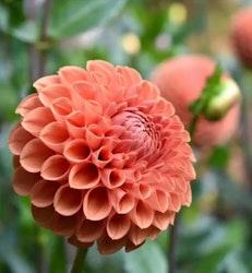 Dahlia ´Cornel Bronze´