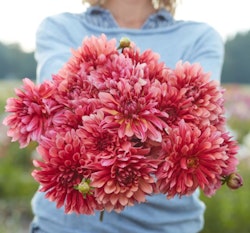 Dahlia ´Misses Dutch´