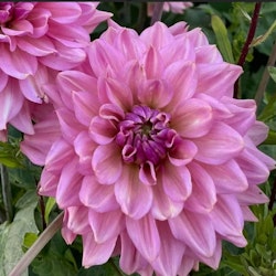 Dahlia ’La Belle Epoque’