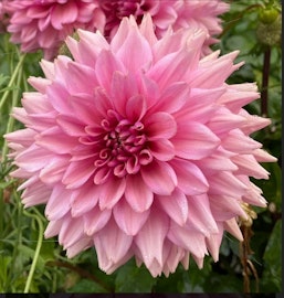 Dahlia ’La Belle Epoque’