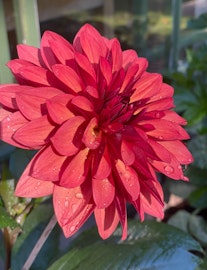 Dahlia ’Danique’