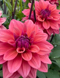 Dahlia ’American Dawn’