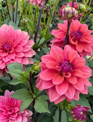 Dahlia ’American Dawn’