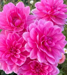 Dahlia ´Onesta´