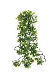 Croton plant 40 cm