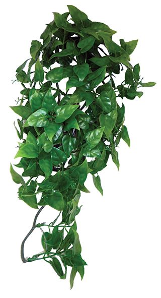 Philodendron hanging plant 40cm
