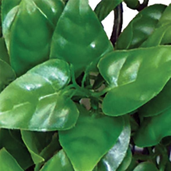 Philodendron hanging plant 30cm