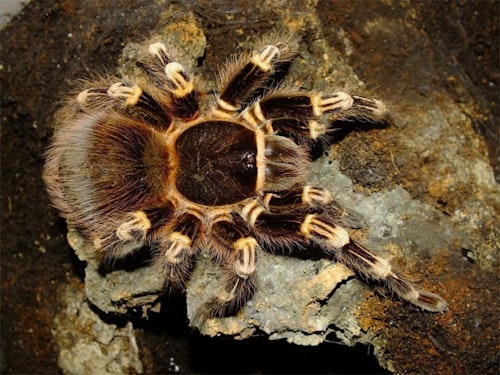 Acanthoscurria geniculata (1 cm )