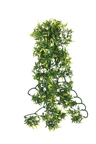 Croton plant 30 cm