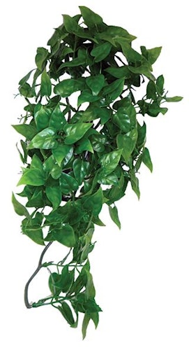 Philodendron hanging plant 60cm