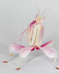 Hymenopus coronatus Orchid mantis L2/L3