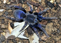 Chilobrachys sp vietnam blue 2 cm